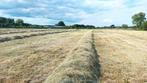 Ronde hooibalen, goed gedroogd gras voor paarden, koeien etc, Ophalen, Vee