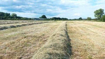 Ronde hooibalen, goed gedroogd gras voor paarden, koeien etc beschikbaar voor biedingen