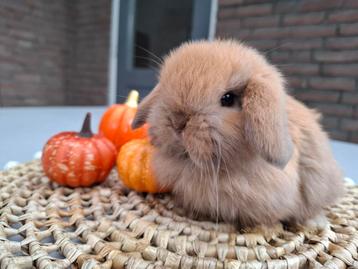 Prachtige raszuivere Minilop hangoor dwerg konijntjes  beschikbaar voor biedingen