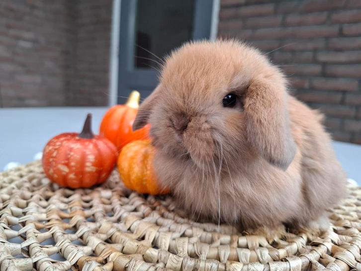 Prachtige raszuivere Minilop hangoor dwerg konijntjes, Dieren en Toebehoren, Konijnen, Dwerg, Meerdere dieren, Hangoor