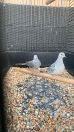 Koppel diamant duiven, Dieren en Toebehoren, Vogels | Duiven, Meerdere dieren, Overige soorten