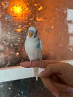 2 parkieten, Dieren en Toebehoren, Ophalen of Verzenden, Zo goed als nieuw, Metaal, Vogelkooi