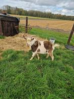 2 unieke maanvlek bokken, Mannelijk, Geit, 0 tot 2 jaar