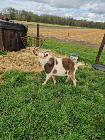 2 unieke maanvlek bokken beschikbaar voor biedingen