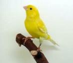 Waterslagers, Dieren en Toebehoren, Vogels | Kanaries, Meerdere dieren, Kleurkanarie