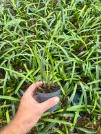 Maxillaria variabilis orchidee, Verzenden, Overige soorten, Minder dan 100 cm