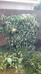 Klimplant Hedera Colchica of Variegata 100x140cm, Tuin en Terras, Ophalen, Vaste plant, Klimplanten