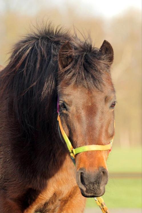 Duitse rijpony merrie 1.41m 12 jaar, Dieren en Toebehoren, Pony's, Merrie, B, D pony (1.37m tot 1.48m), Recreatiepony, 11 jaar of ouder