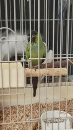 Tamme baby Nenday parkiet, Dieren en Toebehoren, Vogels | Parkieten en Papegaaien, Geslacht onbekend, Parkiet, Geringd