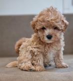 Prachtige Maltipoo pups, Dieren en Toebehoren, Honden | Chihuahua's en Gezelschapshonden, Poedel, Meerdere, Meerdere dieren, Nederland