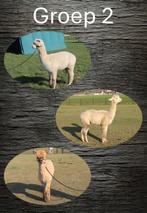 alpaca groep 2, Dieren en Toebehoren, Overige Dieren, Januari, Meerdere dieren