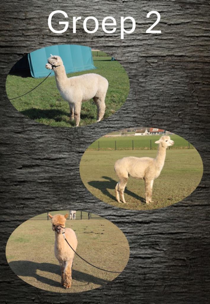 alpaca groep 2, Dieren en Toebehoren, Overige Dieren, Meerdere dieren, Januari