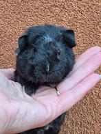 US teddy beertje zwart creme wit lief zacht knuffel tam, Dieren en Toebehoren, Knaagdieren, Cavia, Mannelijk, November, Tam