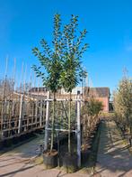 groenblijvende bomen prunus novita leiboom, Tuin en Terras, Planten | Bomen, Ophalen, In pot, Volle zon, Overige soorten