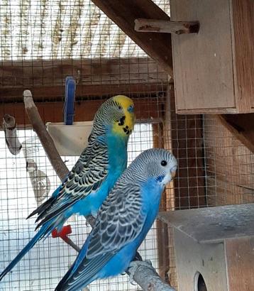 Baby grasparkietje  beschikbaar voor biedingen