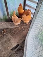 Wyandotte krielkippen, Dieren en Toebehoren, Pluimvee, Vrouwelijk, Kip