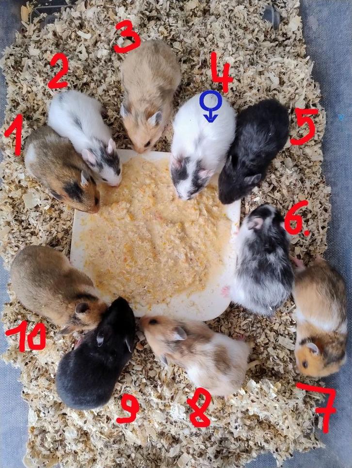 Nestje Syrische-goudhamsters, Dieren en Toebehoren, Knaagdieren, Meerdere dieren, Hamster, Oktober, Tam