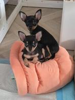 Praagse Rattler / Prazsky Krysarik pups, Overige rassen, CDV (hondenziekte), 8 tot 15 weken, Meerdere