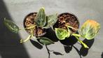 Philodendron melanochrysum 🌱, Overige soorten, Minder dan 100 cm, Groene kamerplant, Halfschaduw