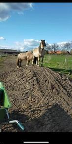 Leuke paddock Paradise in Rijsbergen, Dieren en Toebehoren, Stalling en Weidegang, 1 paard of pony, Weidegang