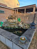 Koi karpers vijvervissen, Dieren en Toebehoren, Vissen | Vijvervissen, Karper of Koi