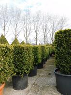 Buxus blokken in pot v.a 40cm. Mooie vaste vorm., Tuin en Terras, Minder dan 100 cm, Buxus, Struik, Ophalen