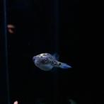Luipaard kogelvis - Tetraodon nigroviridis, Vis, Zoetwatervis