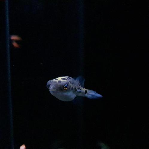 Luipaard kogelvis - Tetraodon nigroviridis, Dieren en Toebehoren, Vissen | Aquariumvissen, Zoetwatervis, Vis