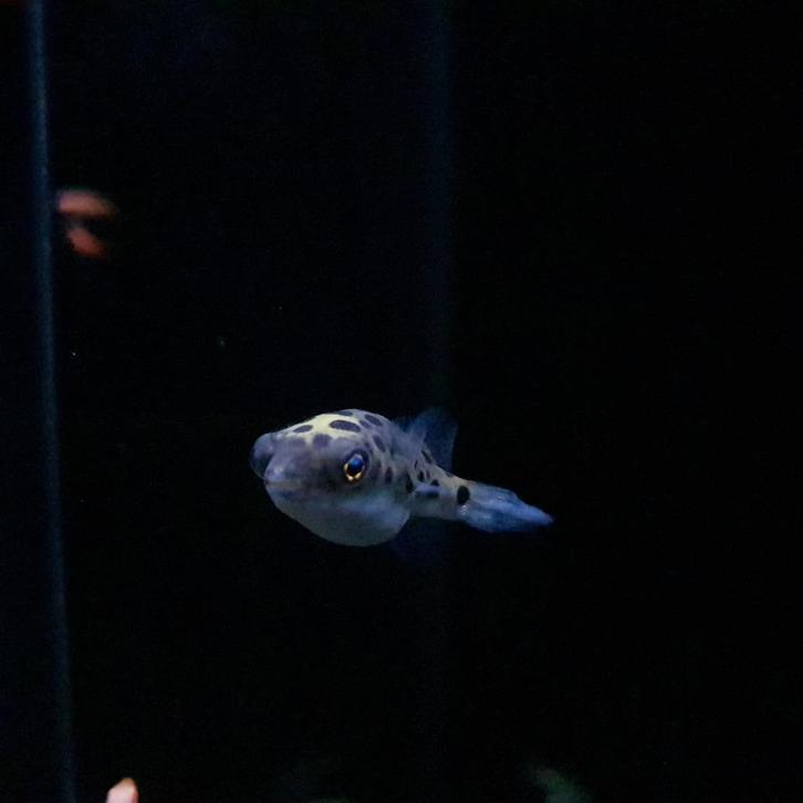 Luipaard kogelvis - Tetraodon nigroviridis, Dieren en Toebehoren, Vissen | Aquariumvissen, Zoetwatervis, Vis