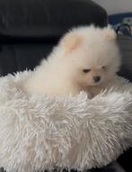 100%Pomeriaan/ Pomeranian Pup/Puppy Reu NL Pasport, Dieren en Toebehoren, Particulier, Keeshond, Reu, CDV (hondenziekte)