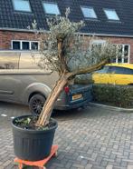 Prachtige oude olijfboom in pot, Tuin en Terras, Bloeit niet, 100 tot 250 cm, Olijfboom, Ophalen