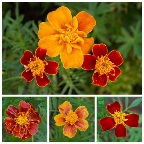 Zaden afrikaantje oranje/rood - nu 2e zakje GRATIS!, Tuin en Terras, Bloembollen en Zaden, Zaad, Voorjaar, Volle zon, Ophalen of Verzenden
