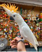jonge kaketoes, Meerdere dieren, Papegaai, Pratend