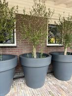 Olijfboom in Elho kunststof pot, Tuin en Terras, Bloempotten, Ophalen, Kunststof, 40 cm of meer, Rond