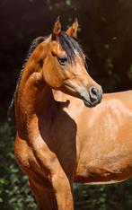 7 jarige Arabische Volbloed merrie, Dieren en Toebehoren, Paarden, Merrie, Minder dan 160 cm, B, 7 tot 10 jaar