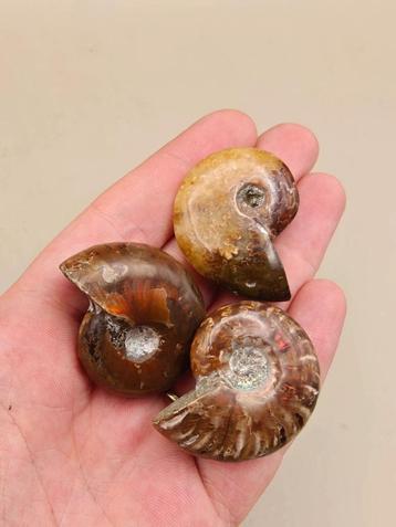 Set van 3 Ammonieten – 52 g – Fossiele mix beschikbaar voor biedingen