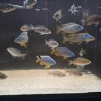 Malawi cichliden aulonocara Korneliae vissen groep, Dieren en Toebehoren, Vissen | Aquariumvissen, Vis
