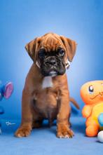 Duitse boxer pups met FCI papieren, Dieren en Toebehoren, Nederland, Rabiës (hondsdolheid), Overige rassen, 8 tot 15 weken