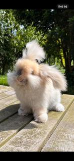 Engelse angora voedster, Dieren en Toebehoren, Vrouwelijk, Middelgroot, 0 tot 2 jaar