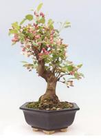 malus bonsai, Tuin en Terras, Minder dan 100 cm, Overige soorten, Ophalen of Verzenden