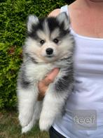 Pomsky F2 / Mini Husky pups met EPR stamboom, Dieren en Toebehoren, Overige rassen, CDV (hondenziekte), 8 tot 15 weken, Meerdere