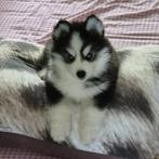 Prachtige Pomsky pups, blauwe ogen, Health Breeding, Nederland, CDV (hondenziekte), 8 tot 15 weken, Poolhond