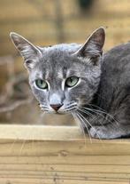 Blauwe rus - sneeuw bengaal, Dieren en Toebehoren, Katten en Kittens | Overige Katten, Kater, Kortharig, 0 tot 2 jaar