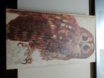 Het beste vogelboek, Ophalen of Verzenden, Gelezen, Vogels
