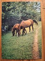 Dieren - Paarden, Verzamelen, Ansichtkaarten | Dieren, Ophalen of Verzenden, Ongelopen, Paard