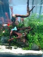 Guppen te koop, Dieren en Toebehoren, Vissen | Aquariumvissen, Vis