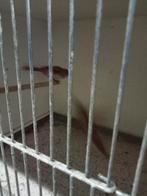 Te koop diverse vogels, Meerdere dieren