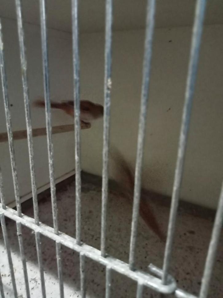 Te koop diverse vogels, Dieren en Toebehoren, Vogels | Overige Vogels, Meerdere dieren