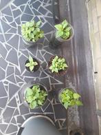 Peperplantjes madansenetjes, Ophalen of Verzenden, Zo goed als nieuw, Staal