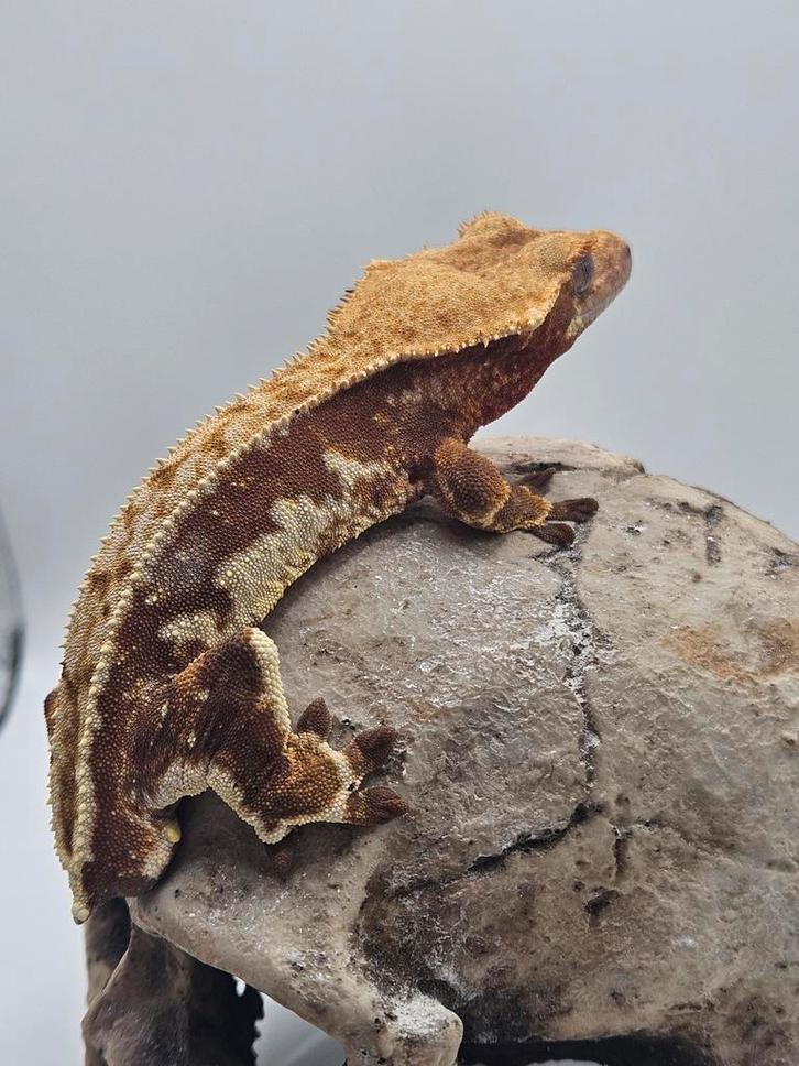 Wimpergekko- crested gecko